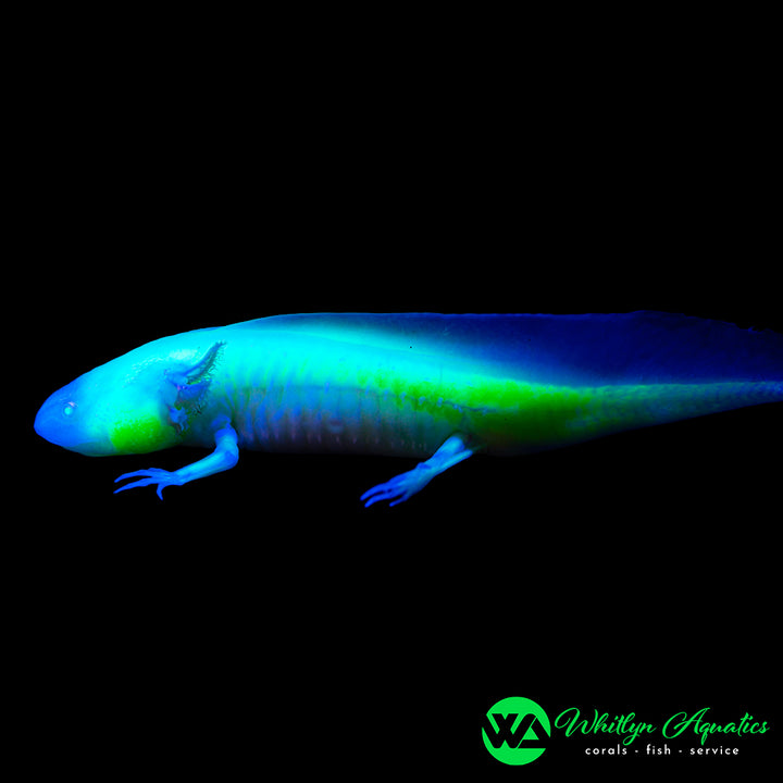GFP Albino Axolotyl (Ambystoma mexicanum)