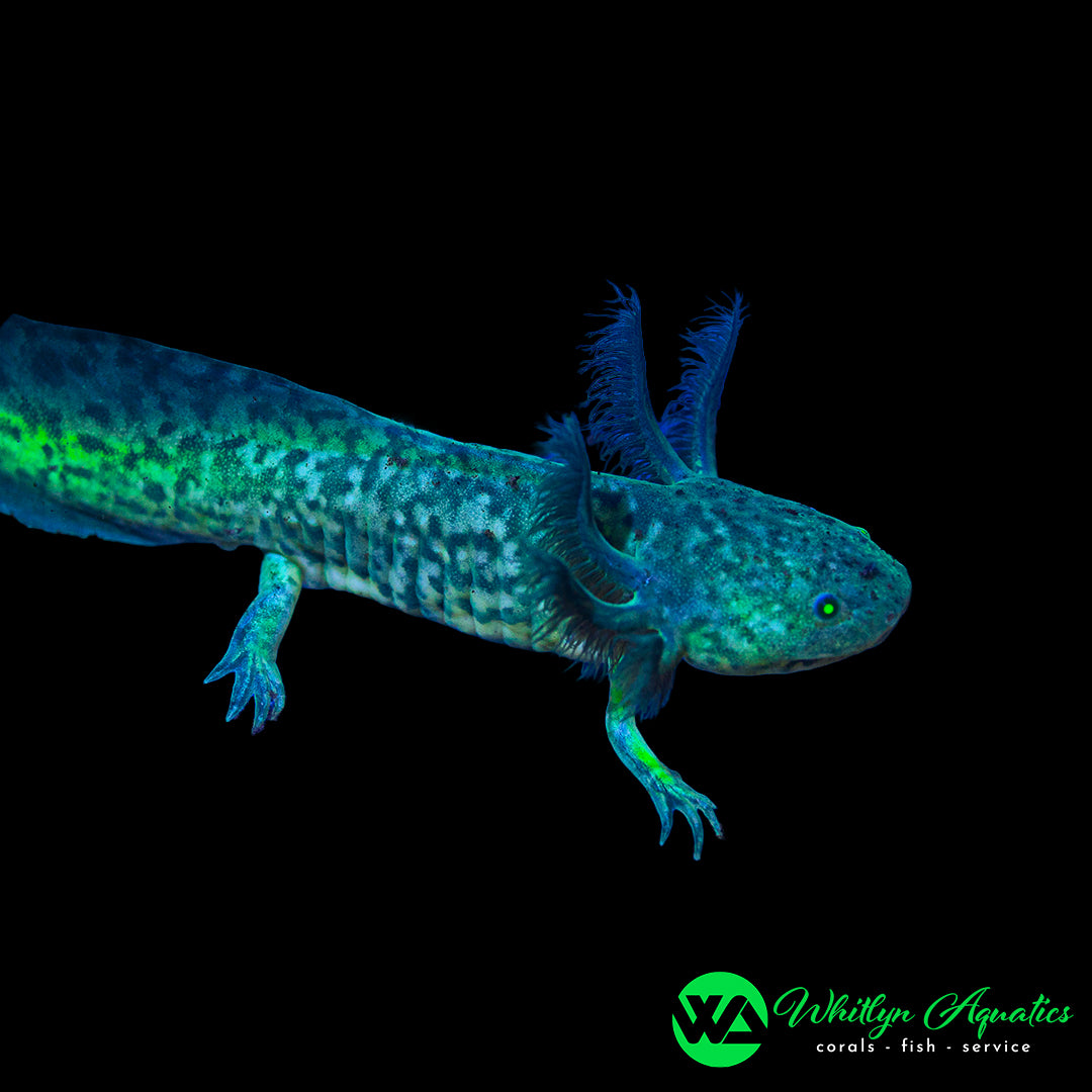 GFP Wild Axolotl (Ambystoma mexicanum)