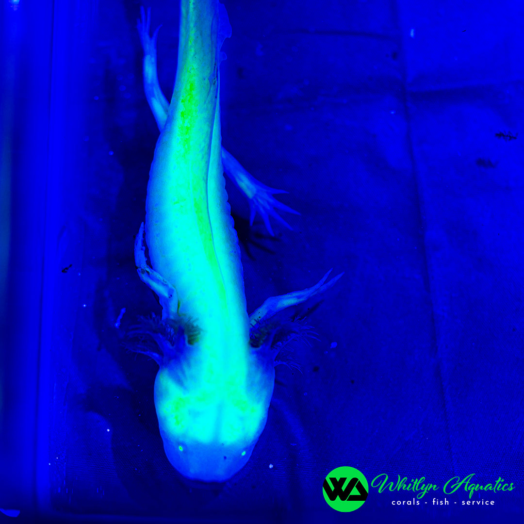 GFP Albino Axolotyl (Ambystoma mexicanum)