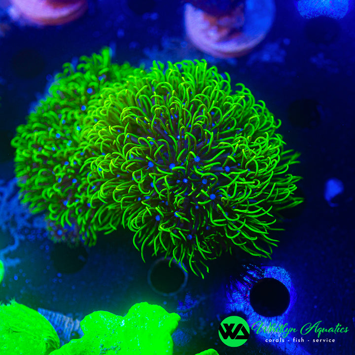 Green Star Polyps (GSP) - Aquacultured