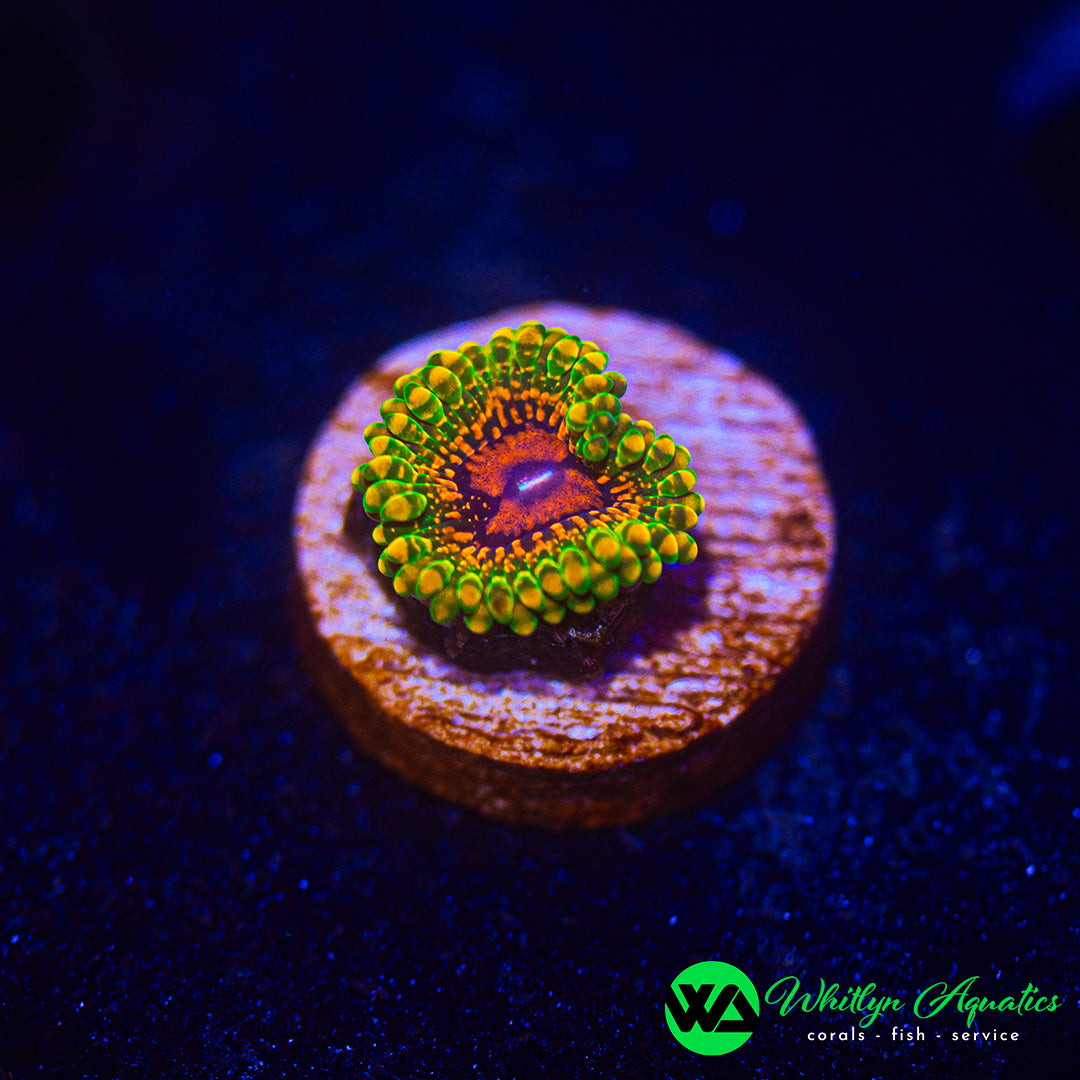 Grand Master Krakatoa (GMK) Zoanthid