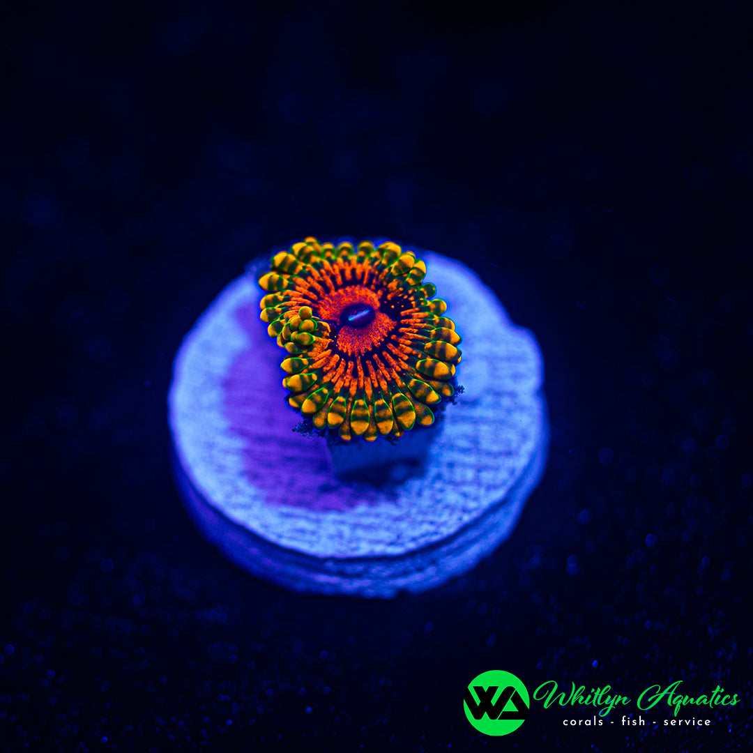 Grand Master Krakatoa (GMK) Zoanthid