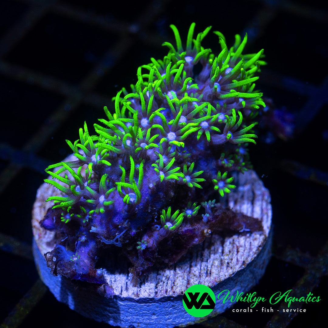 A41 - Green Star Polyps - WYSIWYG - Whitlyn Aquatics