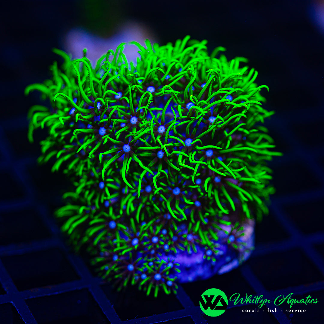 Green Star Polyps (GSP) - Aquacultured