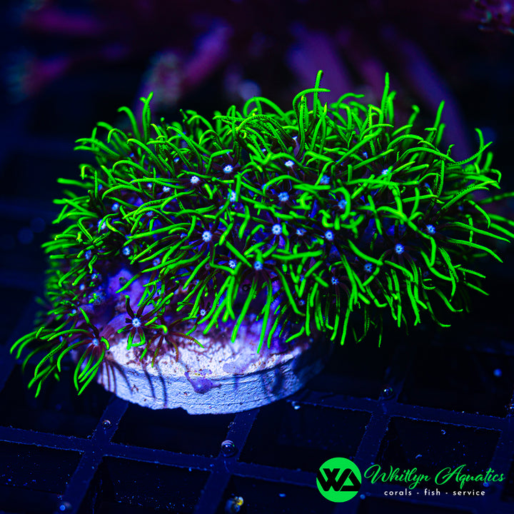 Green Star Polyps (GSP) - Aquacultured
