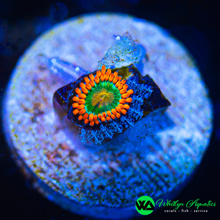 Gatorade Zoanthid (Aquacultured)
