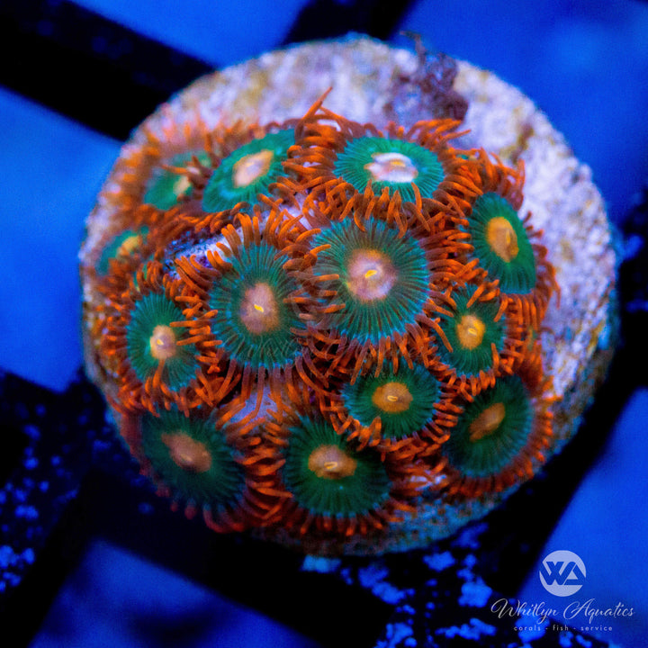 Gatorade Zoanthid (Aquacultured) - Whitlyn Aquatics