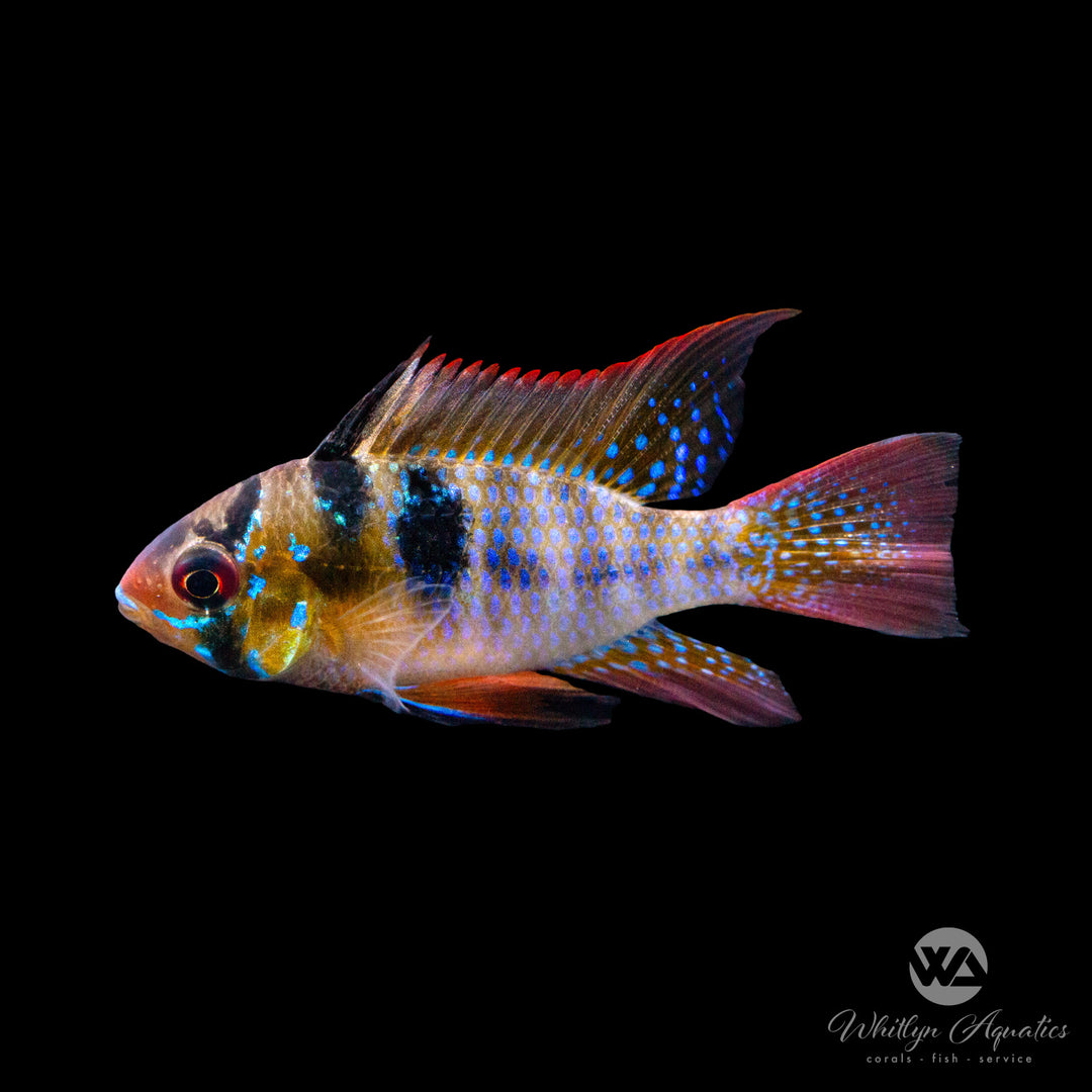 Garanman Raram German Blue Ram - Mikrogeophagus ramirezi – Whitlyn Aquatics