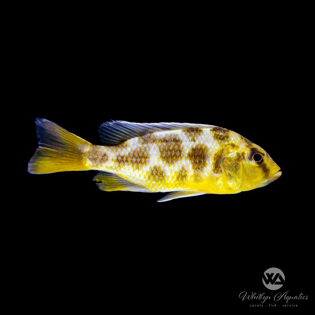 Giraffe Cichlid - Nimbochromis venustus