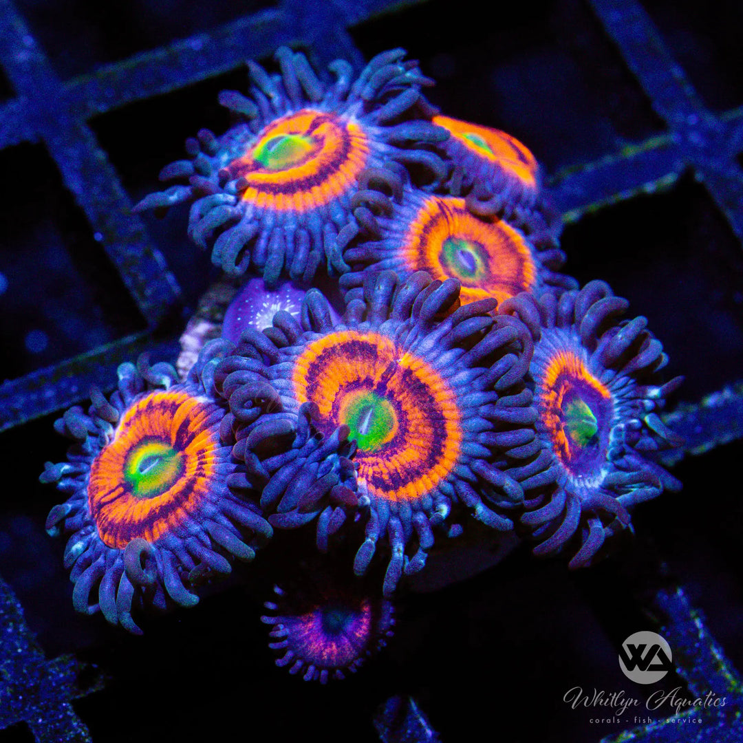 Gobstopper Zoanthids (Aquacultured)