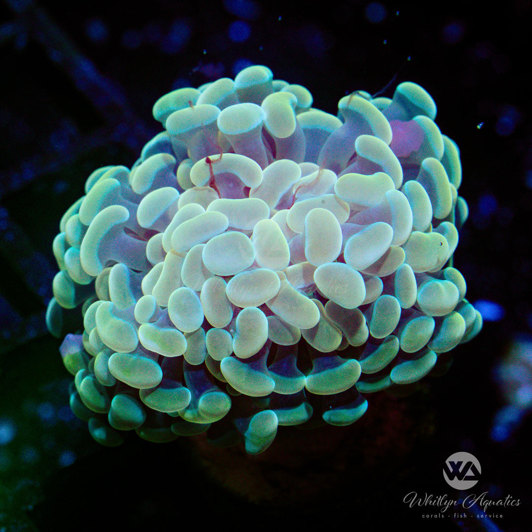 WA Gold Branching Hammer - WYSIWYG