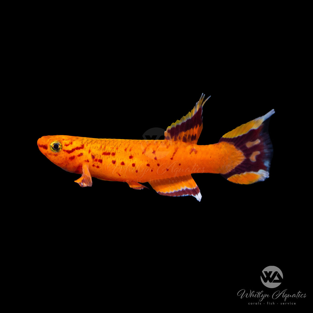 Gold Lyretail Killifish - Aphyosemion australe