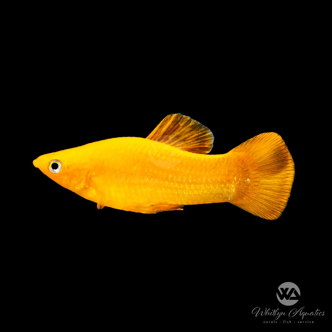 Gold Molly - Poecilia sphenops