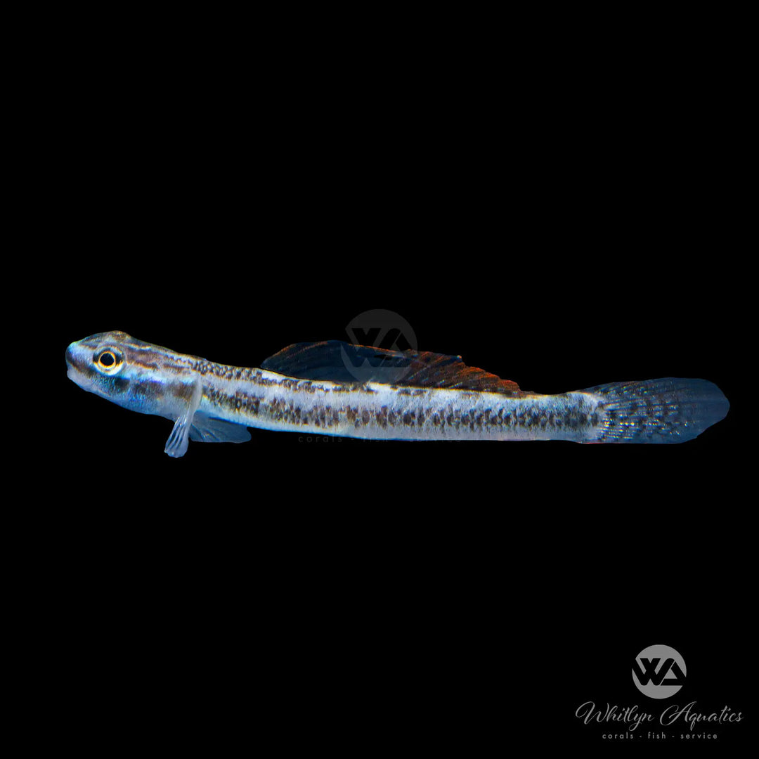 Gold Neon Dwarf Goby - Stiphodon percnopterygionus