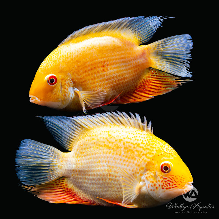 Gold Severum - Heros efasciatus