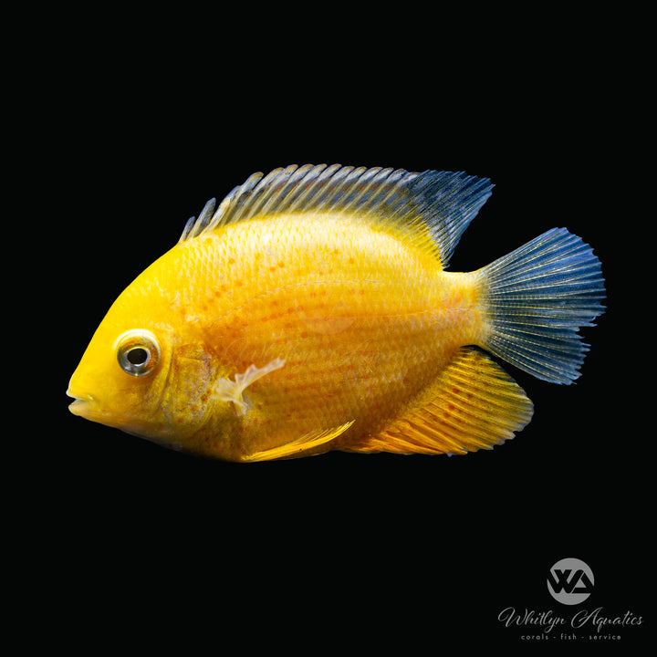 Gold Severum - Heros efasciatus