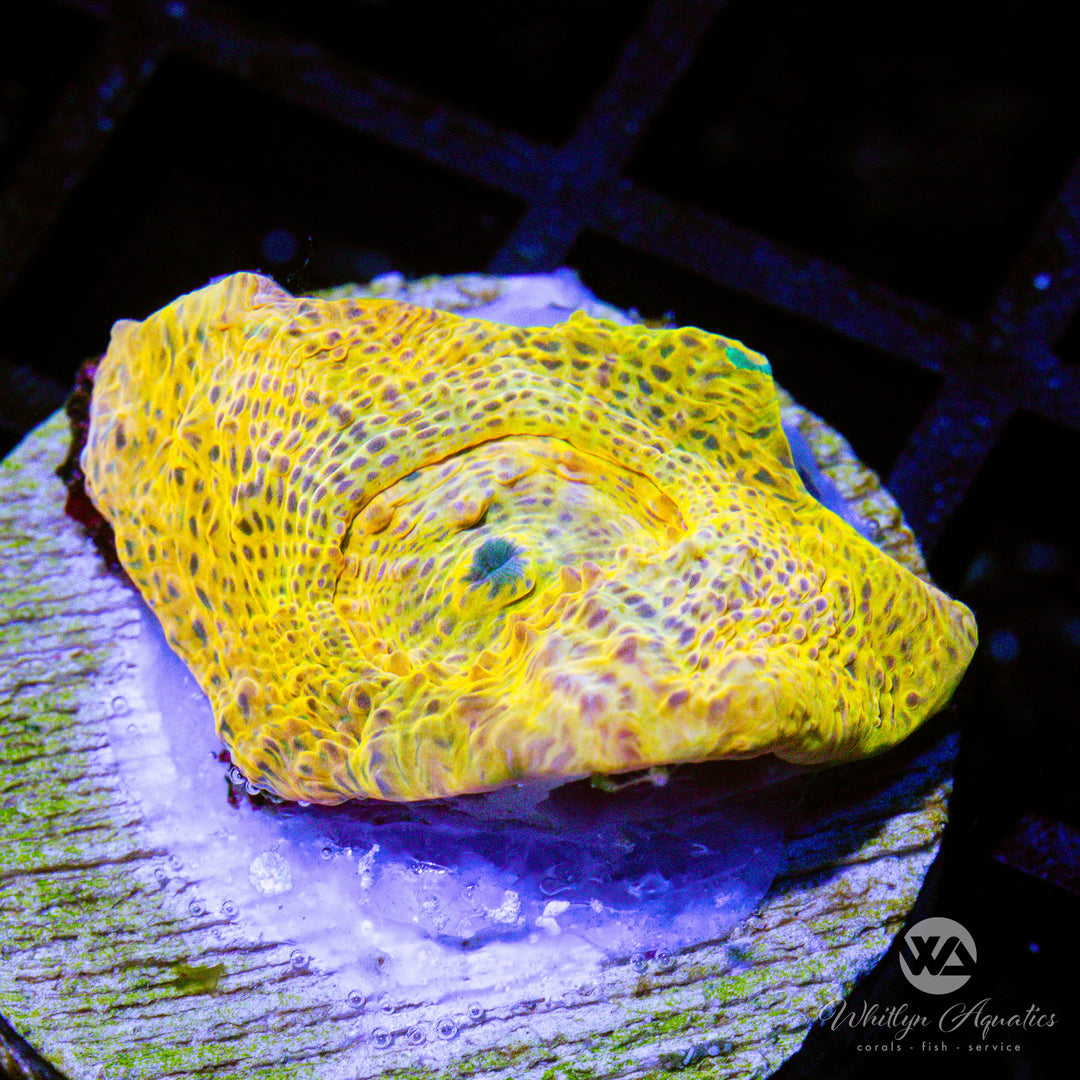 WA Goldar Chalice - WYSIWYG