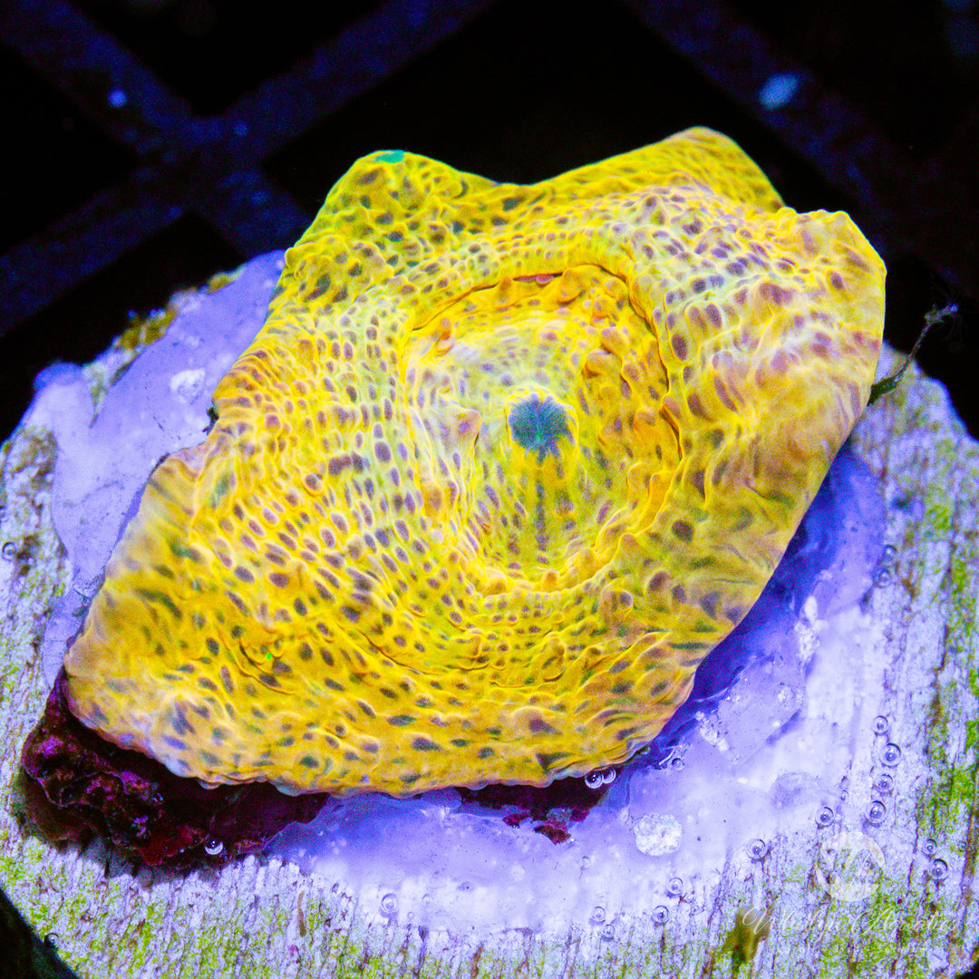 WA Goldar Chalice - WYSIWYG