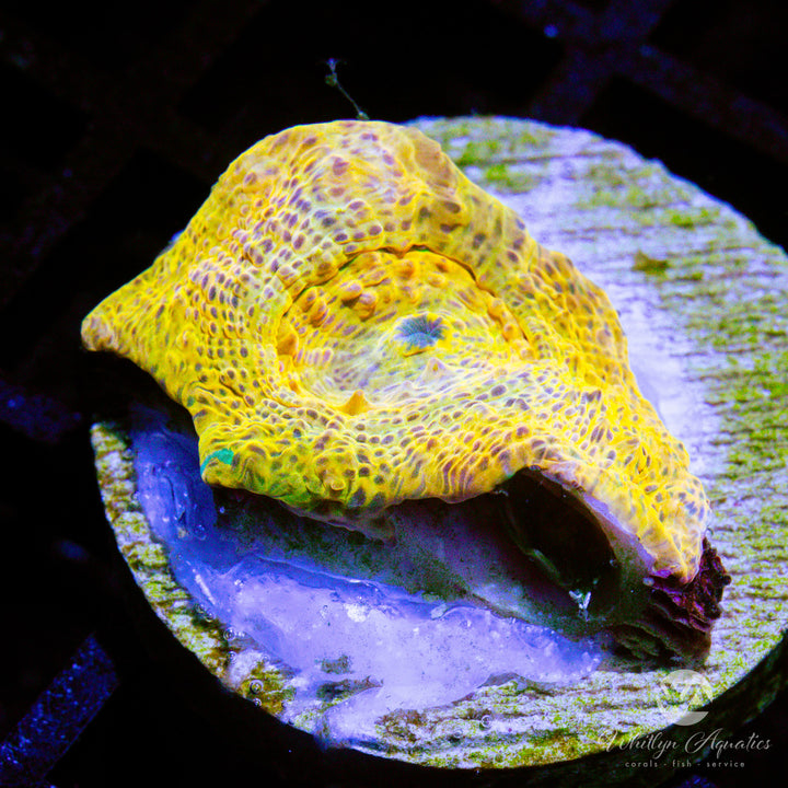 WA Goldar Chalice - WYSIWYG