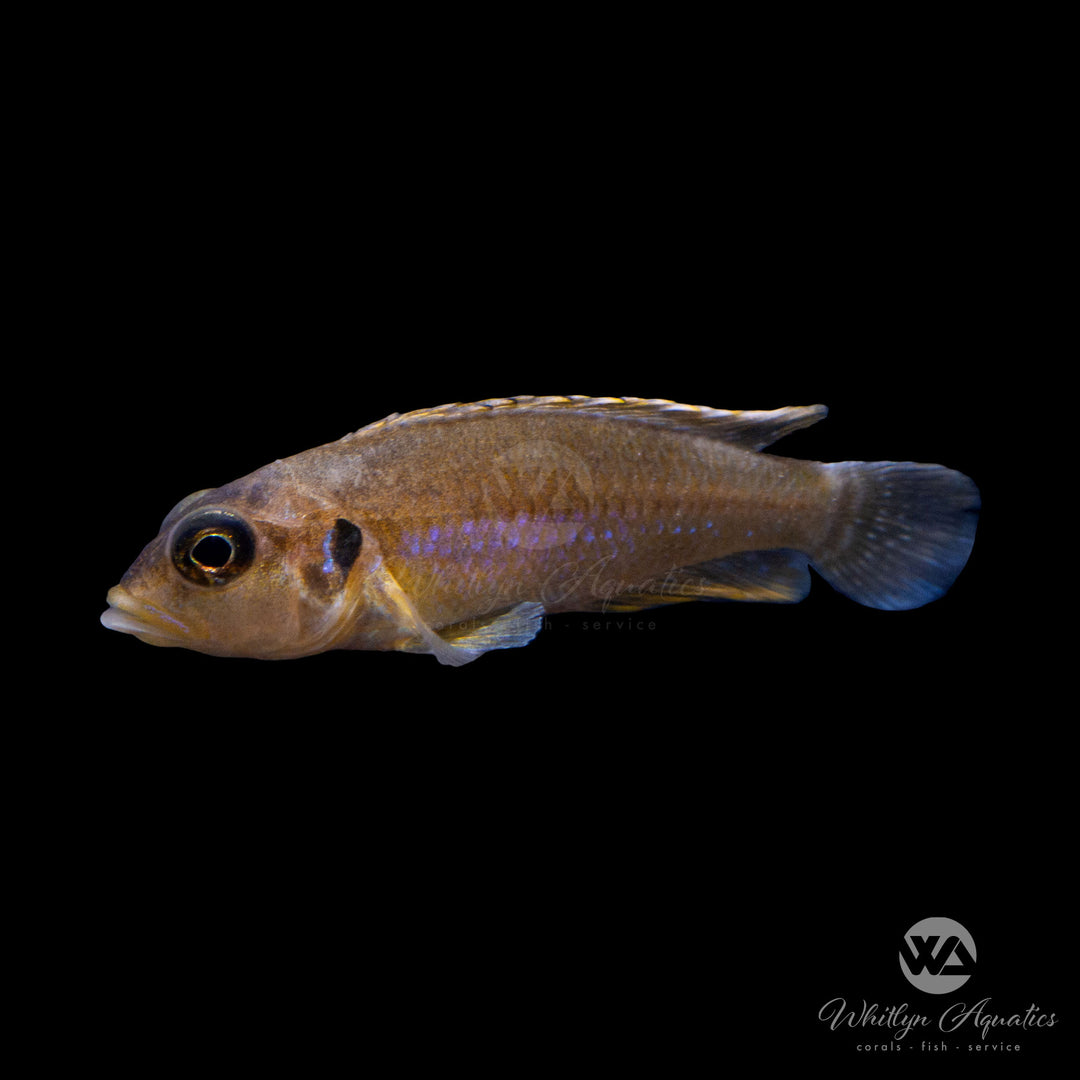 Golden Shell Dweller - Lamprologus ocellatus