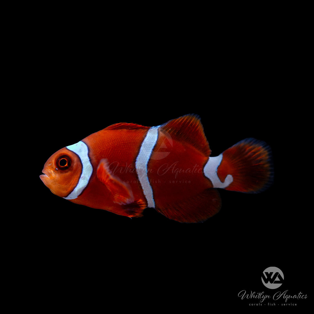 Goldflake Marron Clownfish - Premnas Biaculeatus
