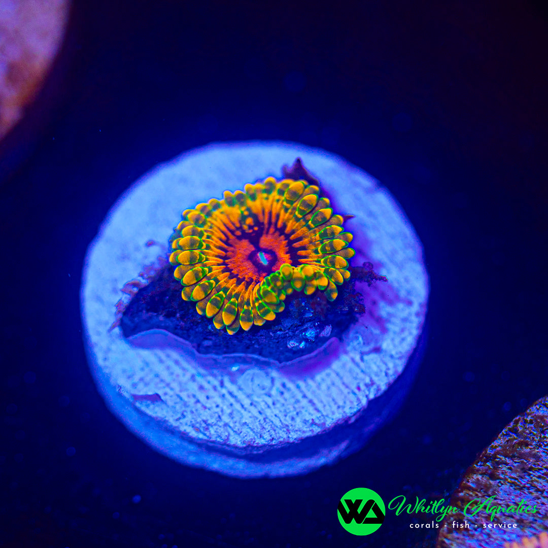 Grand Master Krakatoa Zoanthid