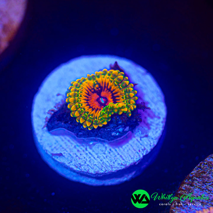 Grand Master Krakatoa (GMK) Zoanthid
