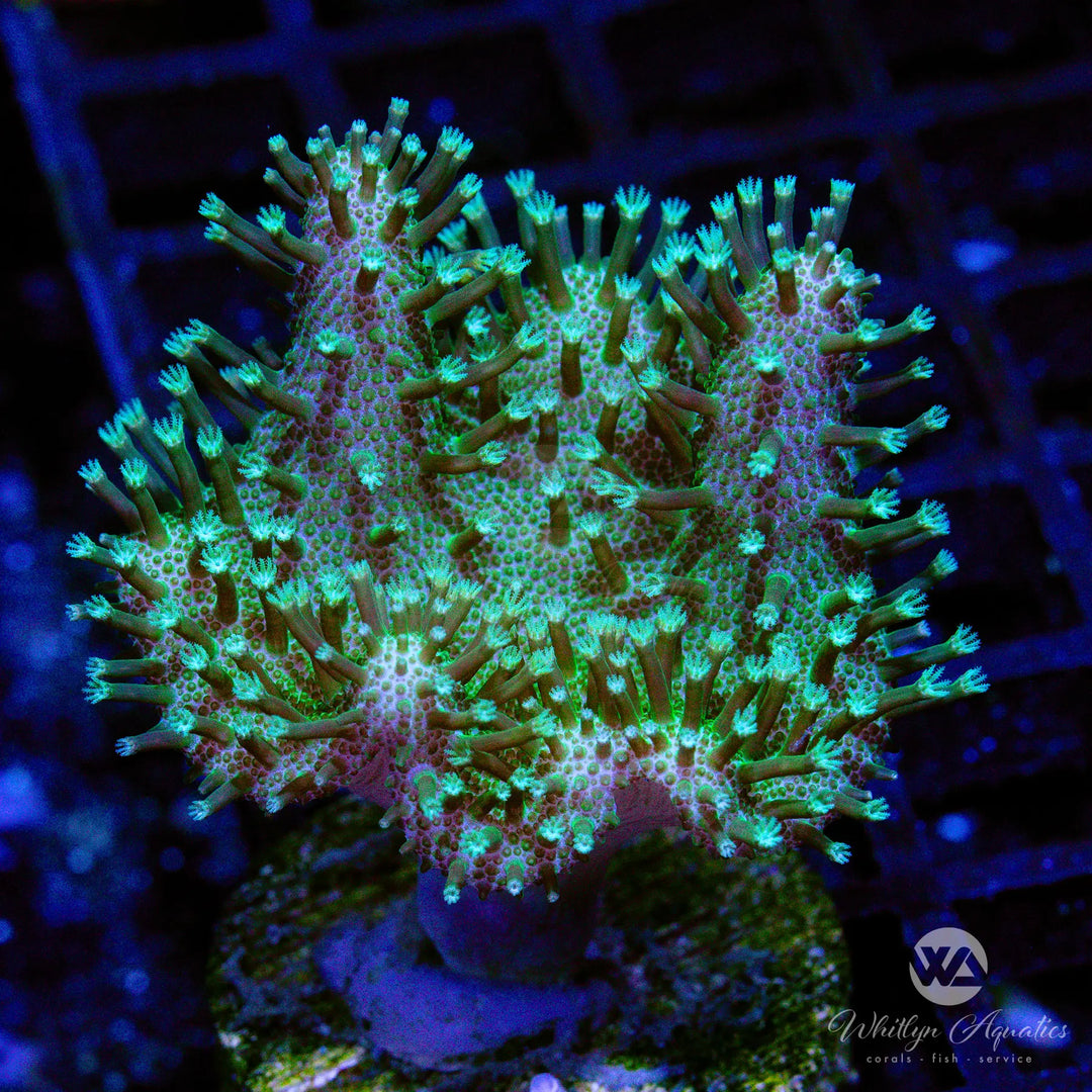 Green Devil's Hand Leather (Aquacultured)