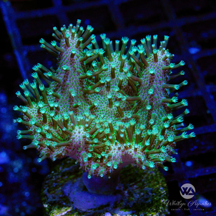 Green Devil's Hand Leather (Aquacultured)