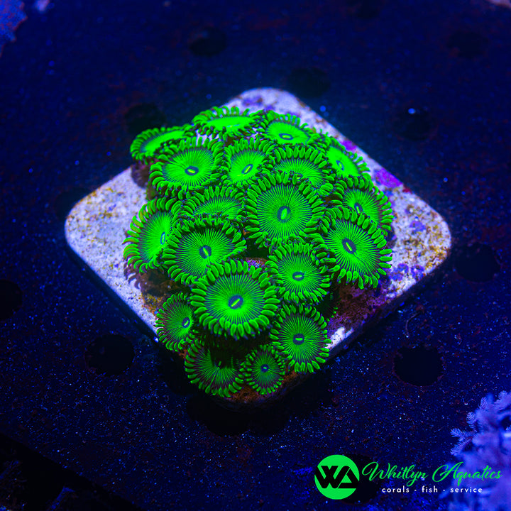 WA Green People Eater Zoanthid (Aquacultured)