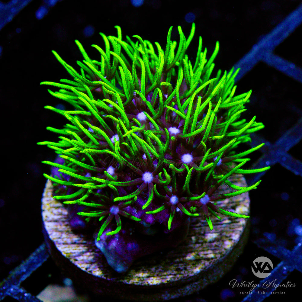 Green Star Polyps - Whitlyn Aquatics