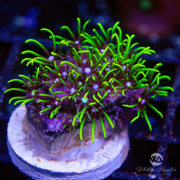 Green Star Polyps