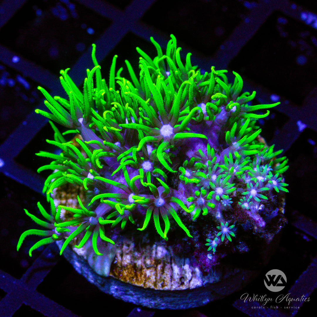 Green Star Polyps - Whitlyn Aquatics