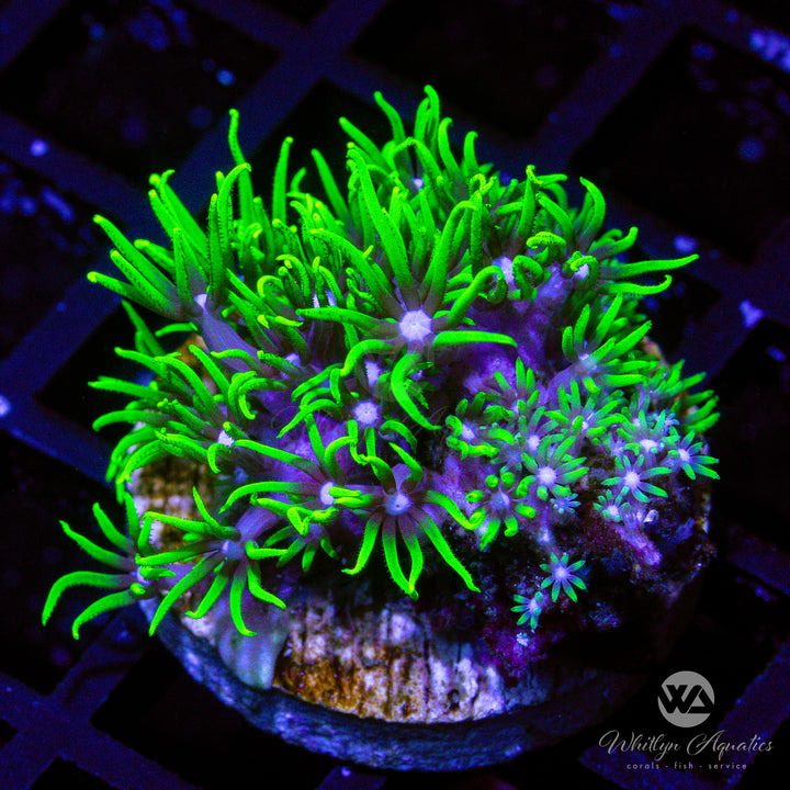 Green Star Polyps - Whitlyn Aquatics