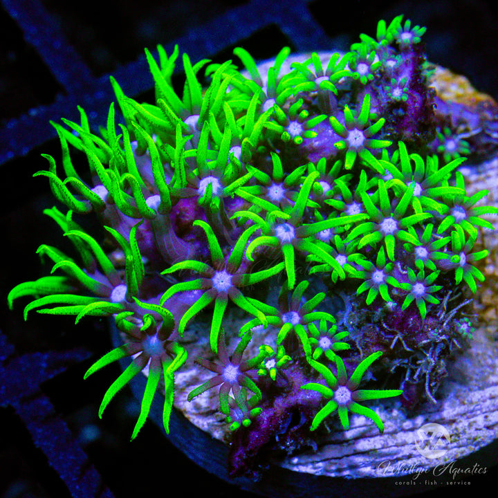 Green Star Polyps - Whitlyn Aquatics