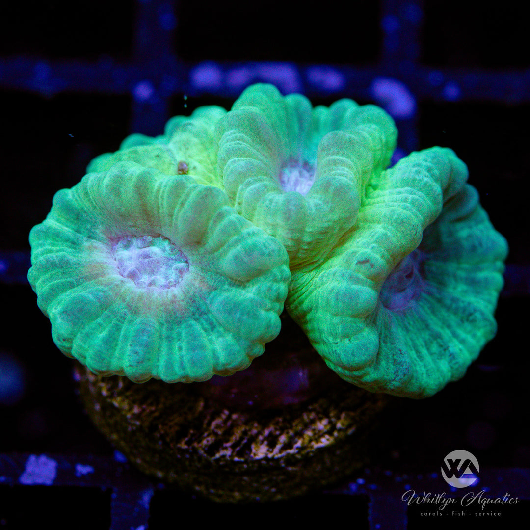 Green Trumpet coral