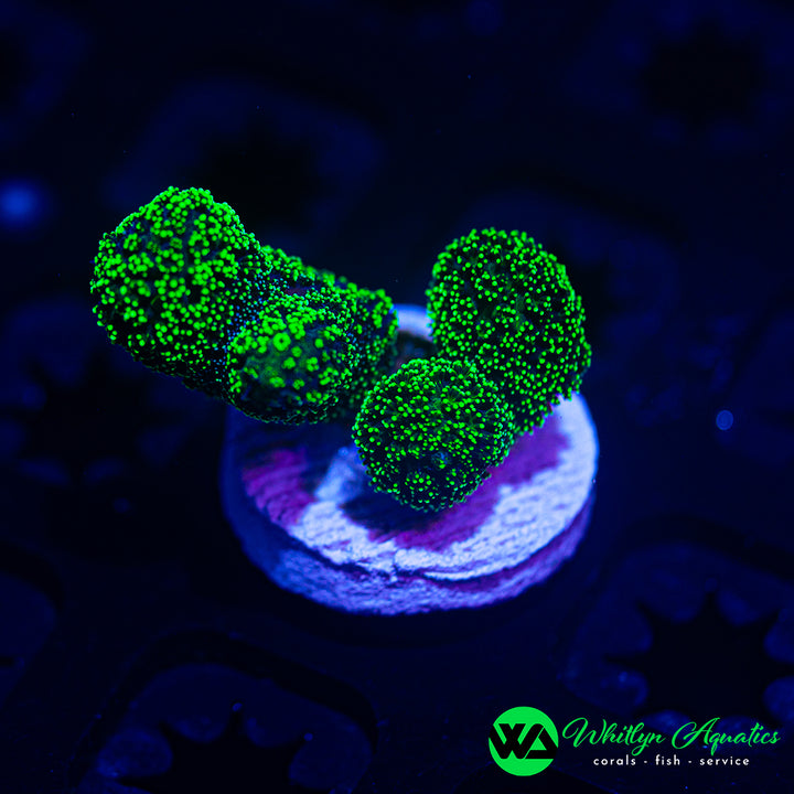 Neon Green Stylophora