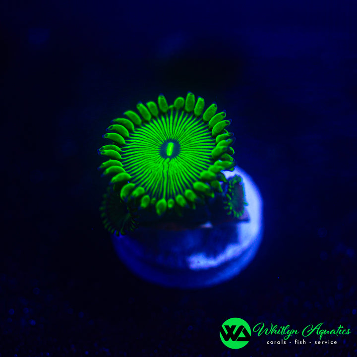 WA Green People Eater Zoanthid (Aquacultured)