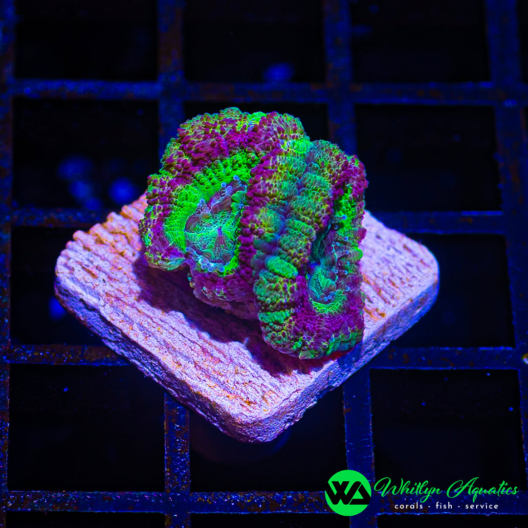 WA Green Goblin Asian Acan