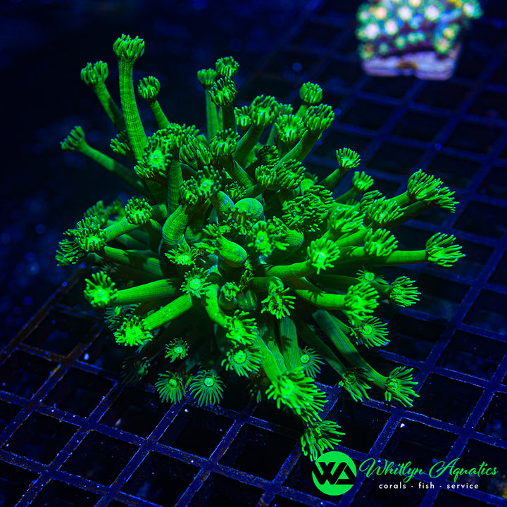 WA Green Lantern Goniopora (Aquacultured)