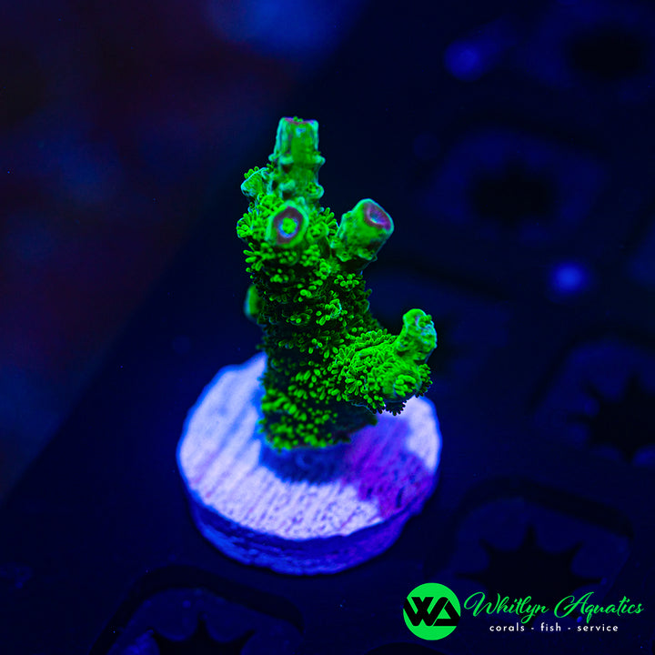 OG Bali Green Slimer Acro