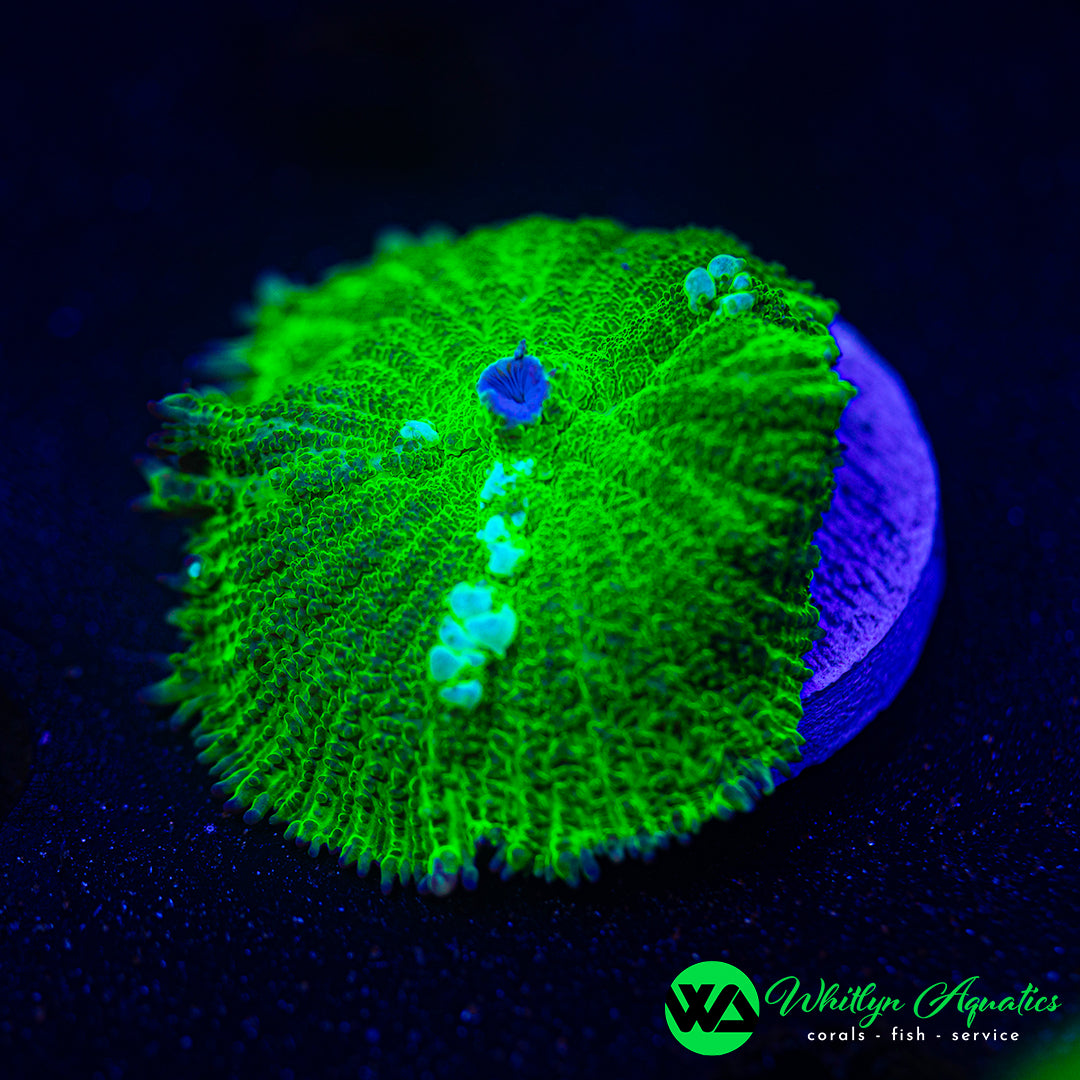 WA Radioactive Bounce Rhodactis Mushroom
