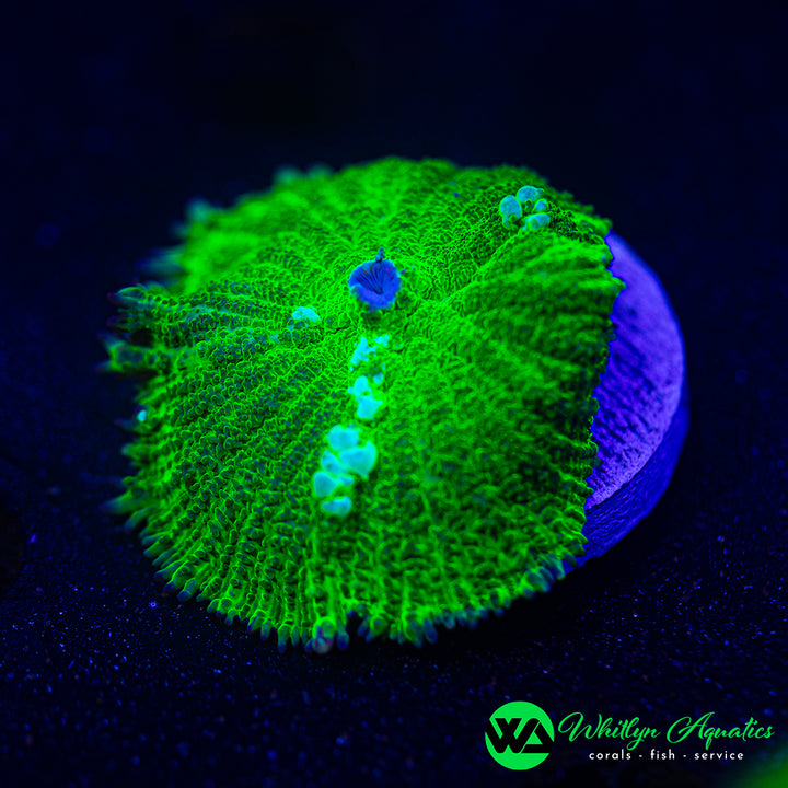 WA Radioactive Bounce Rhodactis Mushroom