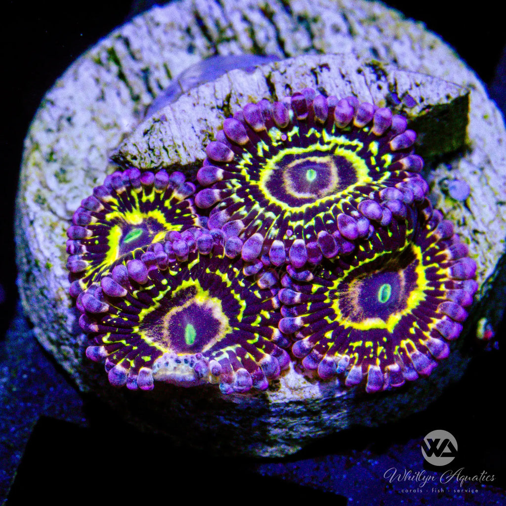 ZOA Instant Zoa Garden #11 (Ships Free!) | Queen City Corals