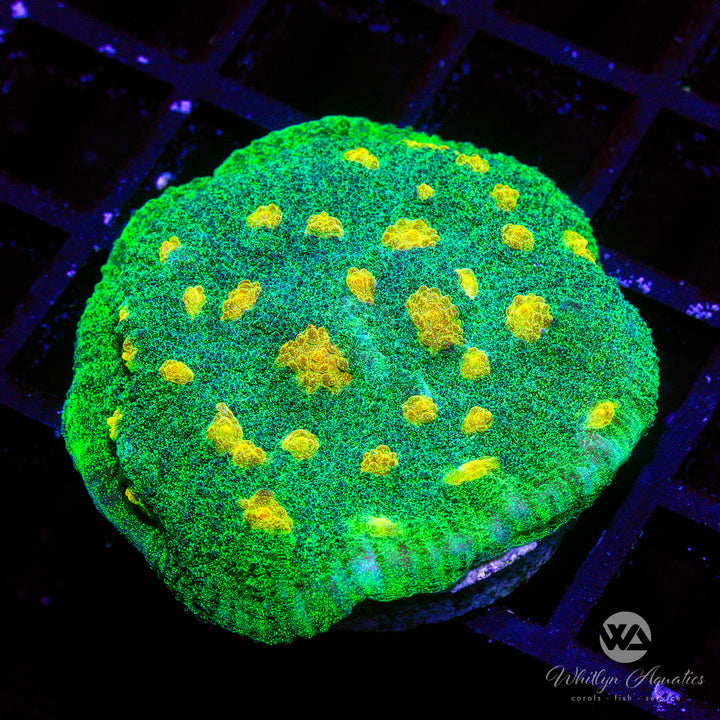 Space Invader Chalice