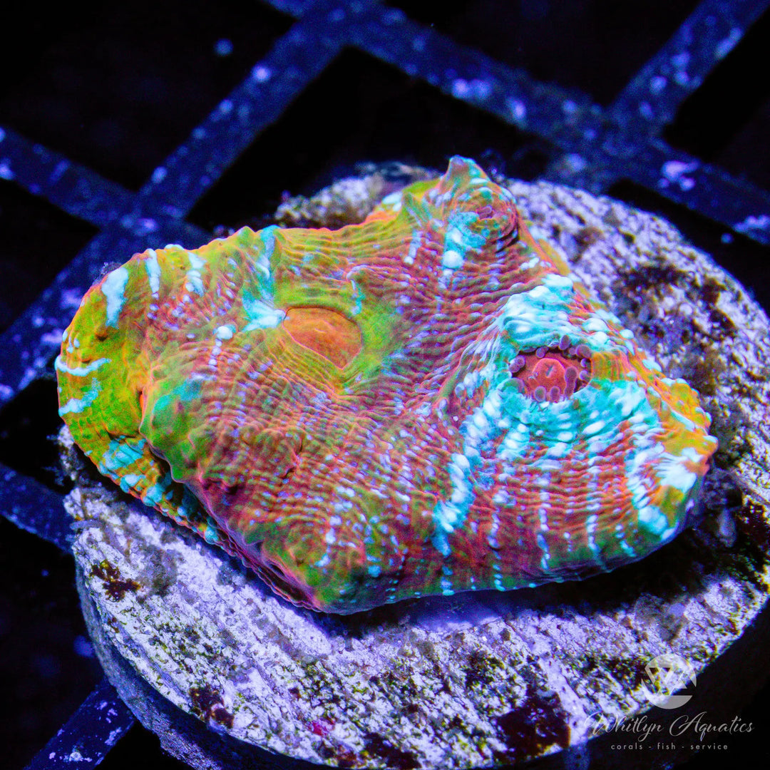 WA Camo Chalice - WYSIWYG