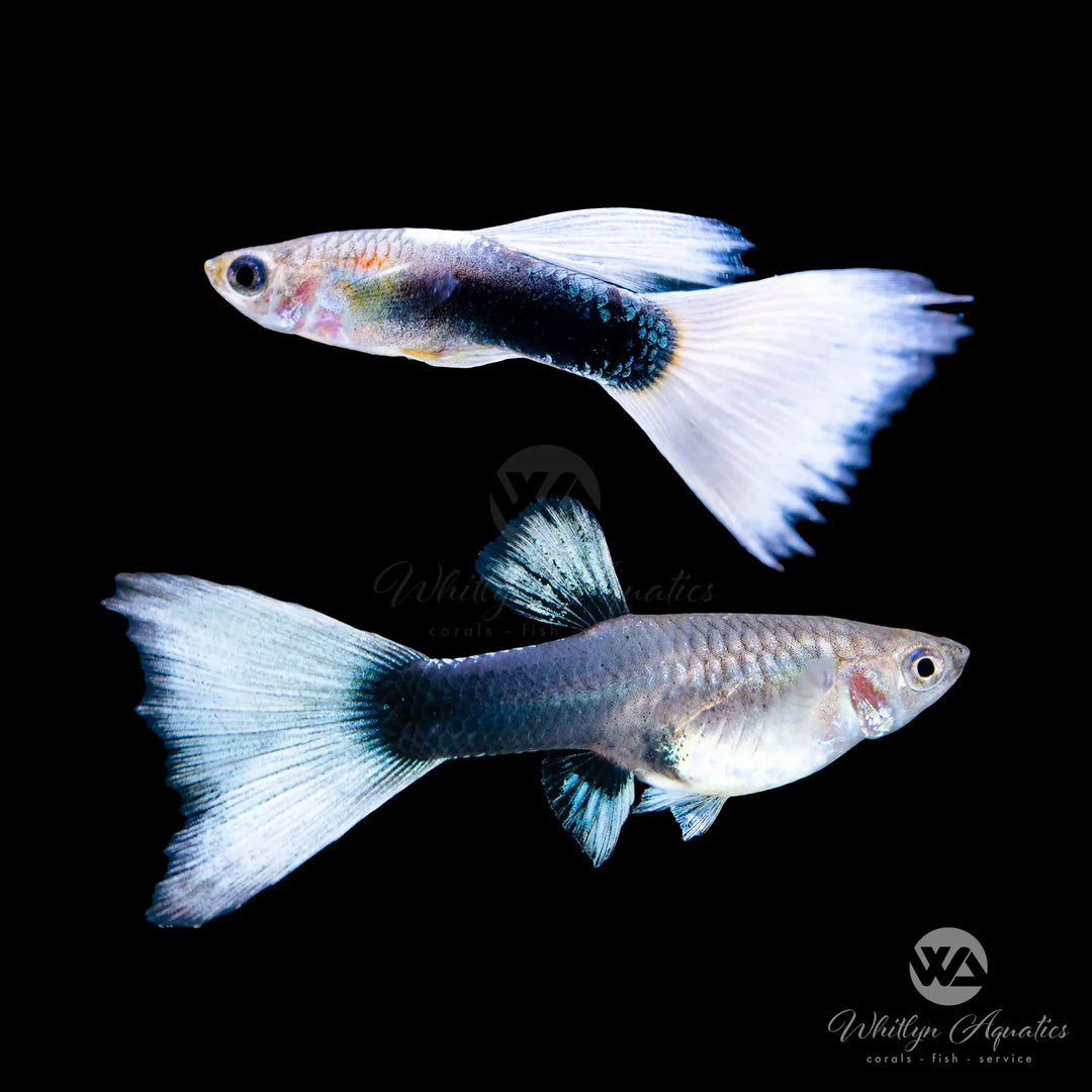 HB White Long Dorsal Guppy Pair (1M1F)