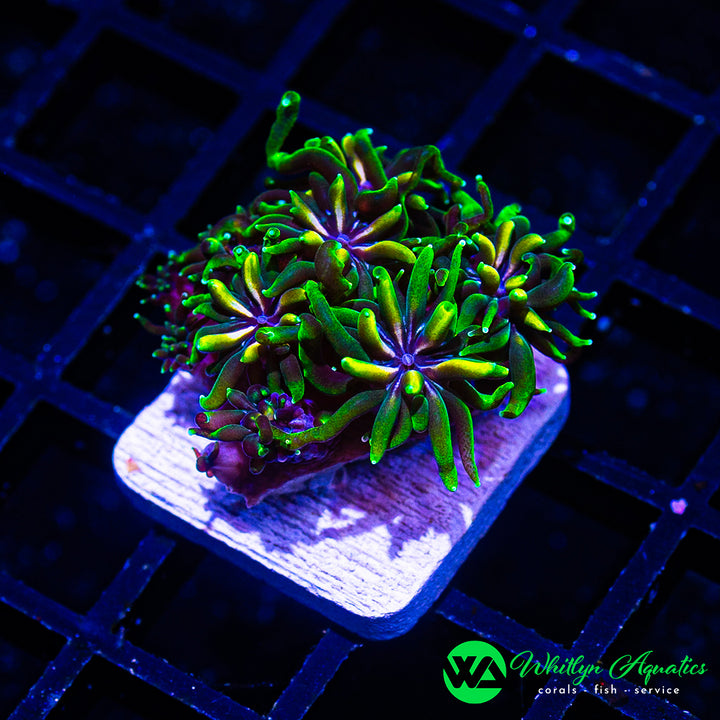 WA Holy Grail Galaxea