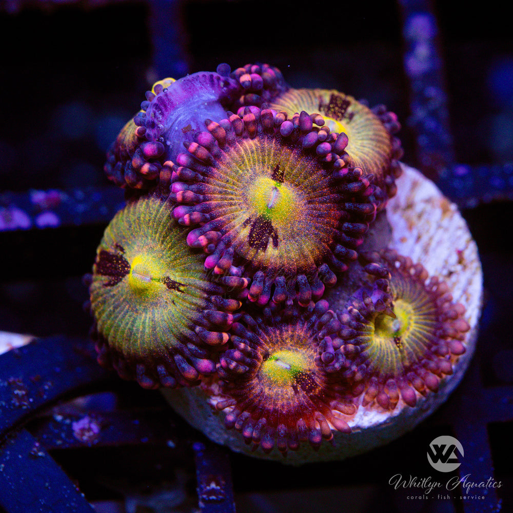 Halle Berry Zoanthid (Aquacultured) - Whitlyn Aquatics