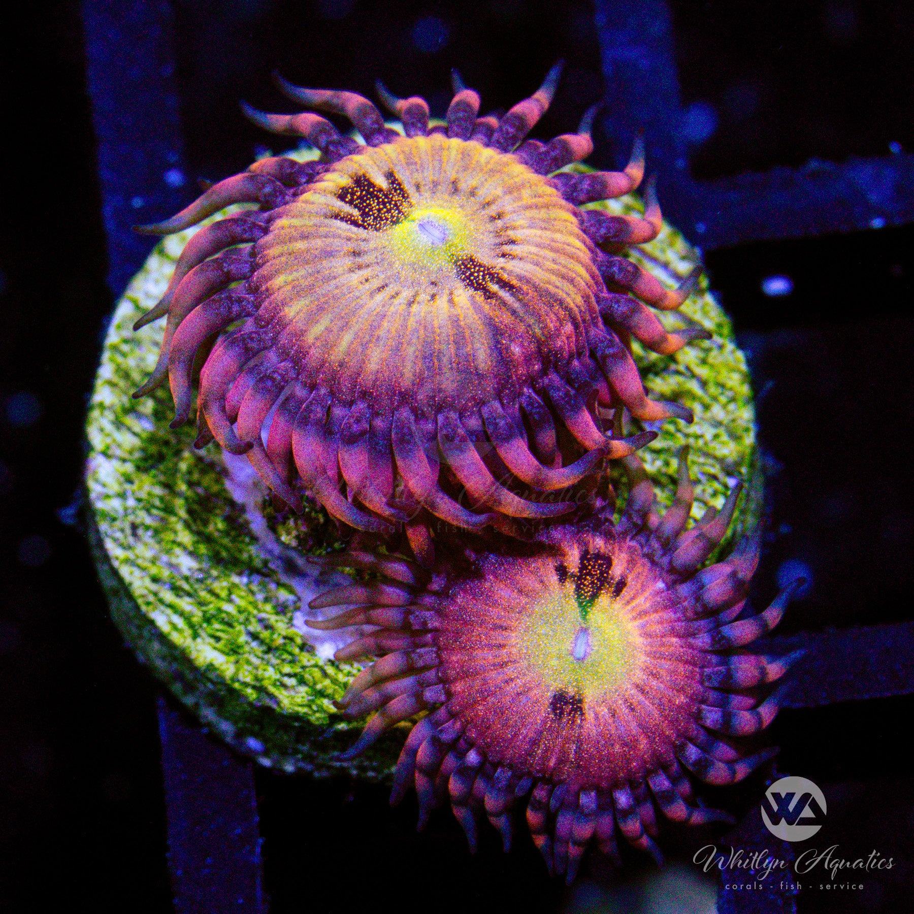 kazumasaishida Halle Berry Zoanthid (Aquacultured)